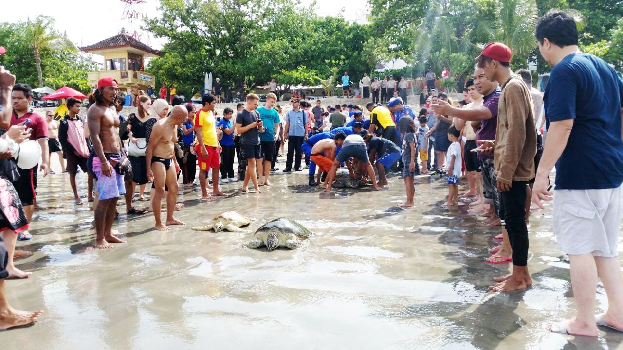  Sejumlah turis melihat petugas dari Dirpolair Polda Bali , perwakilan dari PSDKP (Pengawasan Sumberdaya Kelautan dan Perikanan) Kementerian Kelautan dan Perikanan, dan sukarelawan Turtle Conservation and Education Centre (TCEC) Serangan Bali melepasliarkan lima ekor penyu hijau (Chelonia midas) di Pantai Kuta, Bali pada Jumat (09/12/2016). Foto : WWF-Indonesia