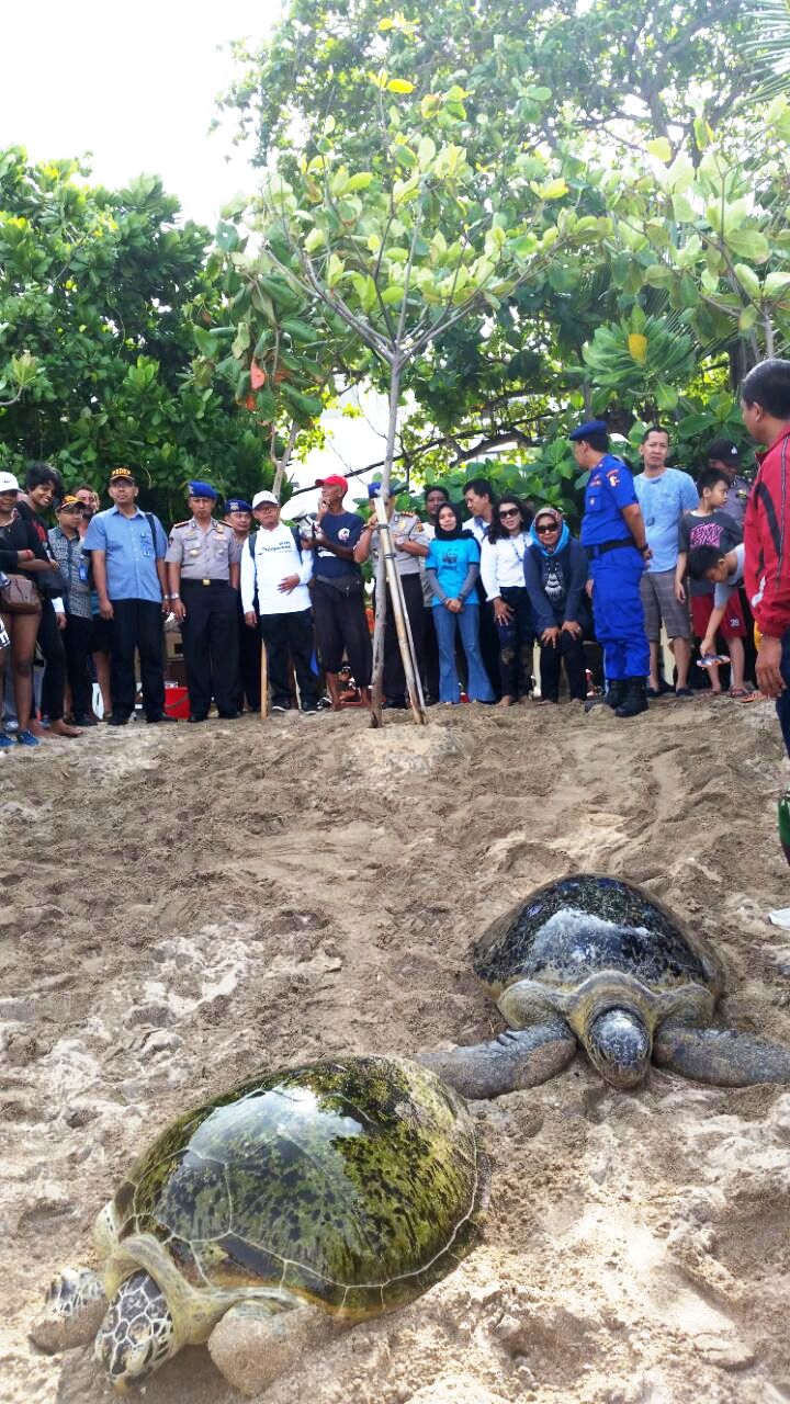 Dua dari lima ekor penyu hijau (Chelonia midas) yang dilepasliarkan di Pantai Kuta, Bali pada Jumat (09/12/2016). Foto : WWF-Indonesia