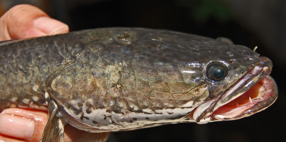 Ikan gabus yang masih mudah didapatkan. Sumber: Wikipedia