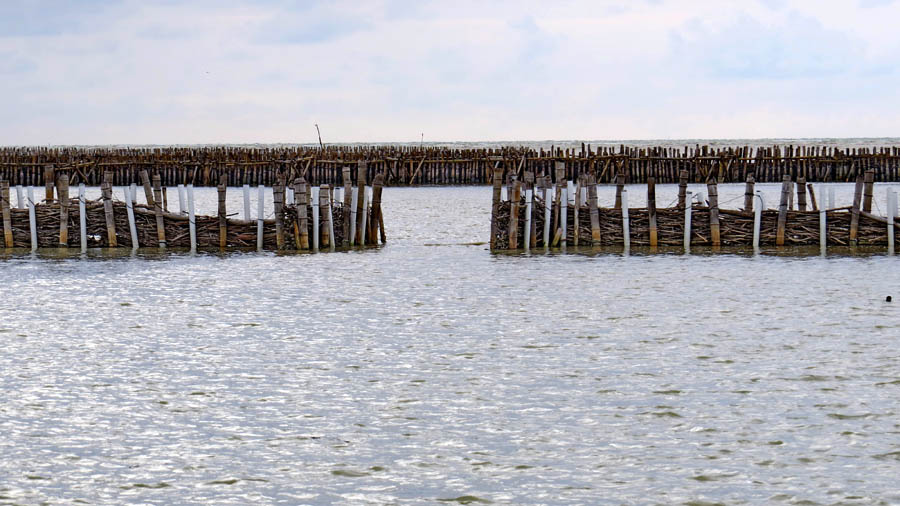 Bendung pemerangkap sedimen yang telah dibangun di Demak. Foto: Wetlands