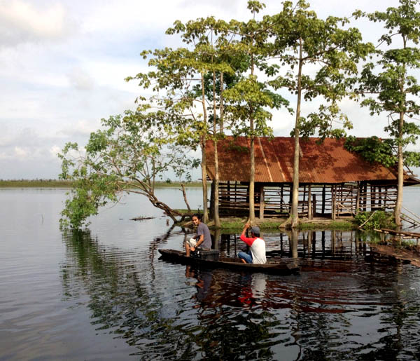 Kandang kerbau yang berubah menjadi pulau di hamparan gambut yang terendam air di musim penghujan di Dusun III Desa Riding, Kecamatan Pangkalanlampan, Kabupaten OKI. Foto: Taufik Wijaya