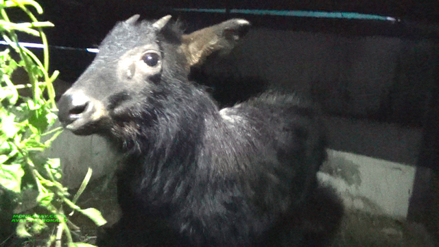 Anak kambing hutan langka. Foto: Ayat S Karokaro