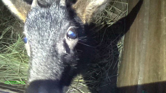 Kambing langka di karantina KPHL Balige. Foto: Ayat S Karokaro