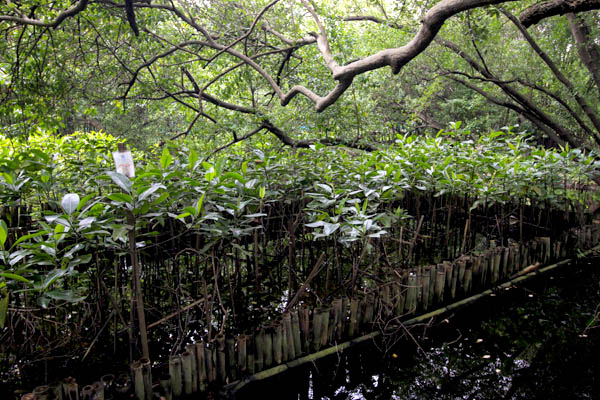 Setiap satu hektare hutan bakau, hidup sekitar seribu ton ikan yang siap dikonsumsi. Foto: Junaidi Hanafiah
