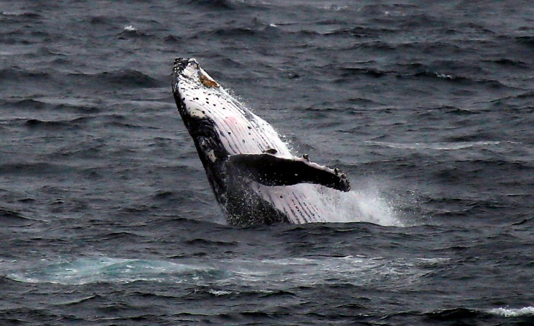 Satu individu paus yang terpantau di Clovelly Beach, Sydney, Australia. Foto: Reuters 