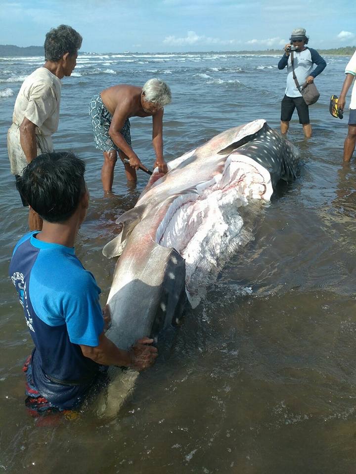 Seekor hiu paus (Rhincodon typus) sepanjang 4 meter terdampar dan mati di pantai timur, Blok Tagog, Desa Babakan, Kecamatan Pangandaran, Kabupaten Pangandaran, pada Rabu, (30/11/2016). Warga akhirnya memotong dan mengkonsumsi hiu tutul malang tersebut. Foto : facebook Tanki Yusharto