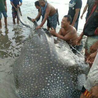 Seekor hiu paus (Rhincodon typus) sepanjang 4 meter terdampar dan mati di pantai timur, Blok Tagog, Desa Babakan, Kecamatan Pangandaran, Kabupaten Pangandaran, pada Rabu, (30/11/2016). Warga akhirnya memotong dan mengkonsumsi hiu tutul malang tersebut. Foto : facebook Tanki Yusharto