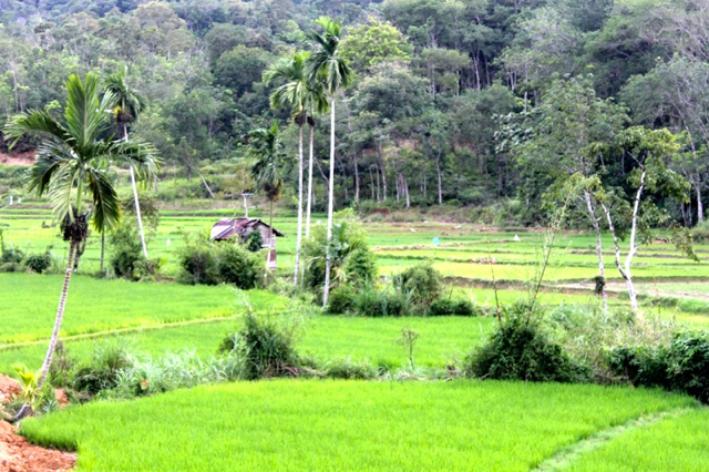Hamparan sawah di Jorong Jolok Sungai Siriah. Foto: Elviza Diana