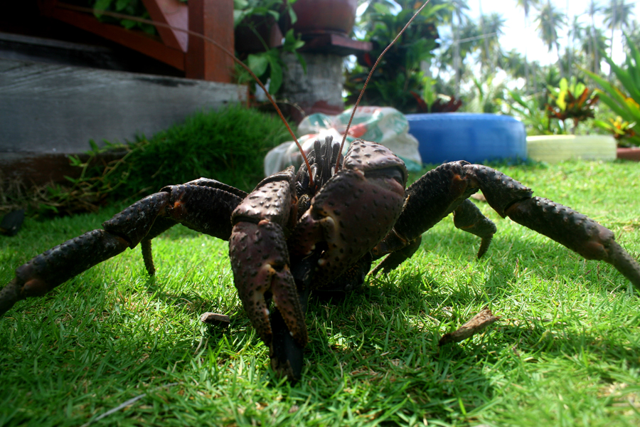 Ketam kenari atau Birgus latro yang ada di Pulau Maratua, Kalimantan Timur. Foto : Wisuda