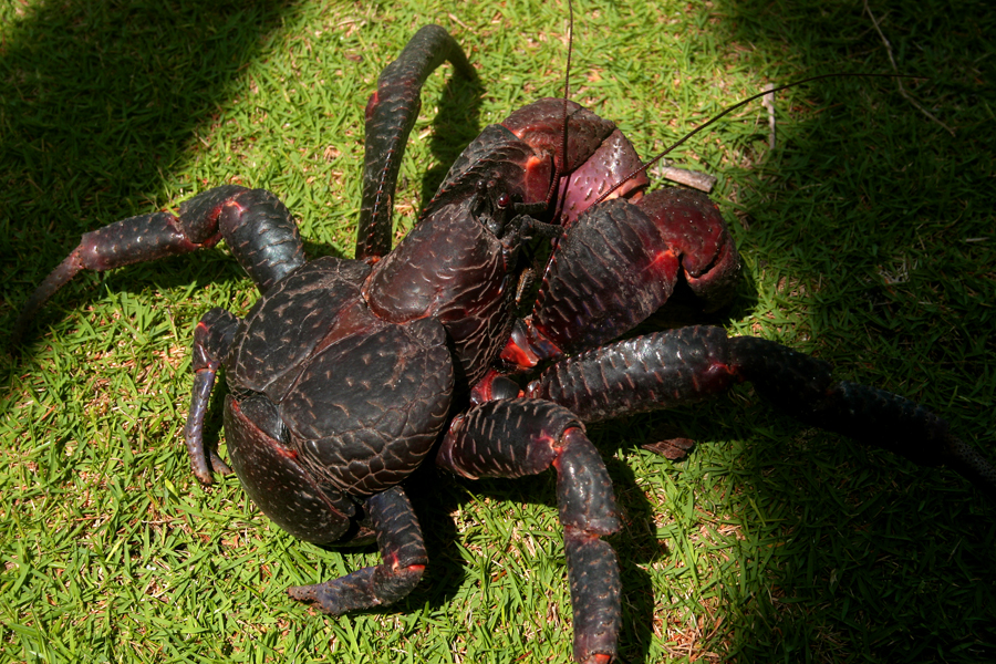 Ketam kenari atau Birgus latro yang ada di Pulau Maratua, Kalimantan Timur. Foto : Wisuda