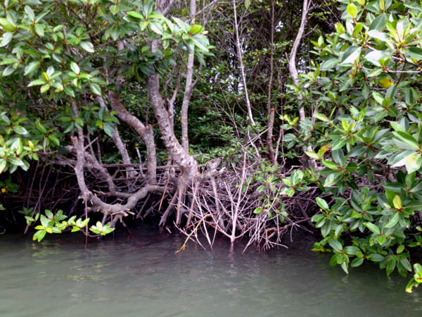 Hutan bakau di Desa Gebang yang masih terjaga. Foto: Taufik Wijaya