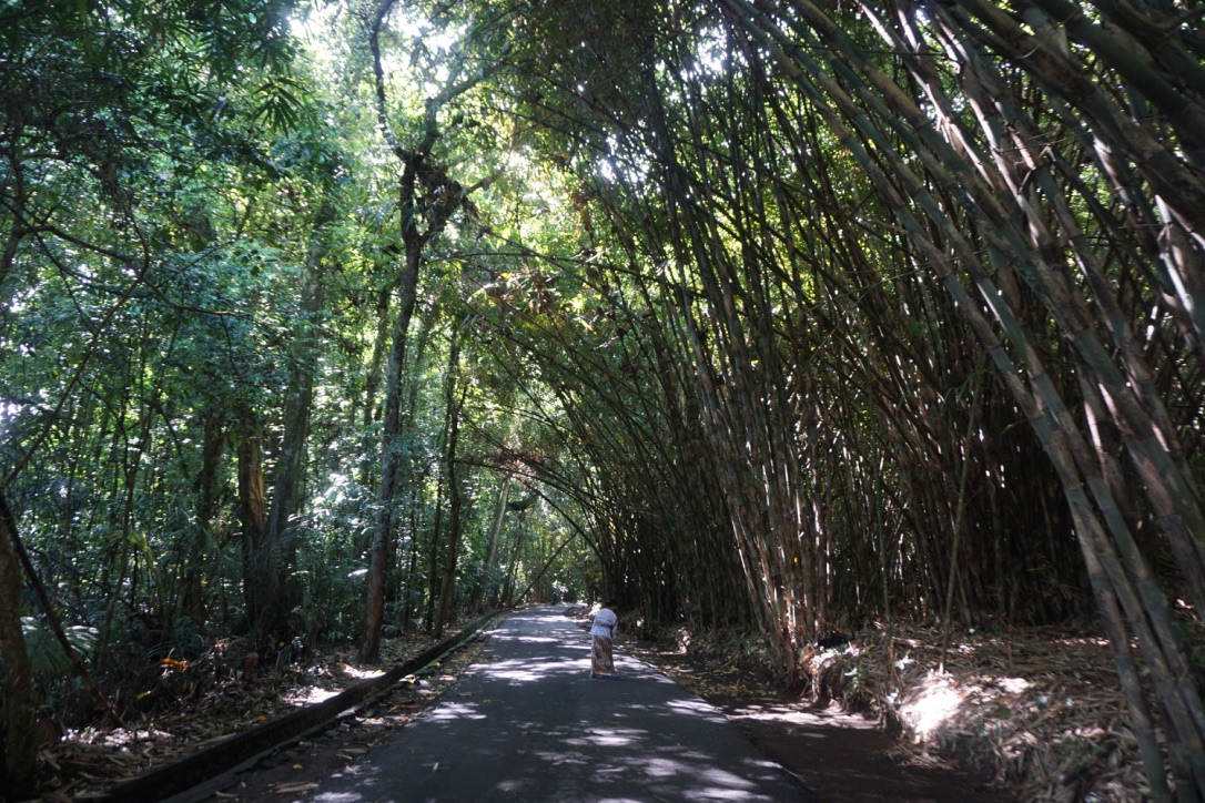 Salah satu pojok hutan bambu di Bangli, kabupaten sentra produksi bambu di Bali. Foto : Anton Muhajir