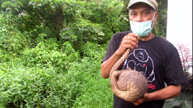 Rudianto Sembiring, memperlihatkan trenggiling yang baru diserahkan warga. Foto: Ayat S Karokaro