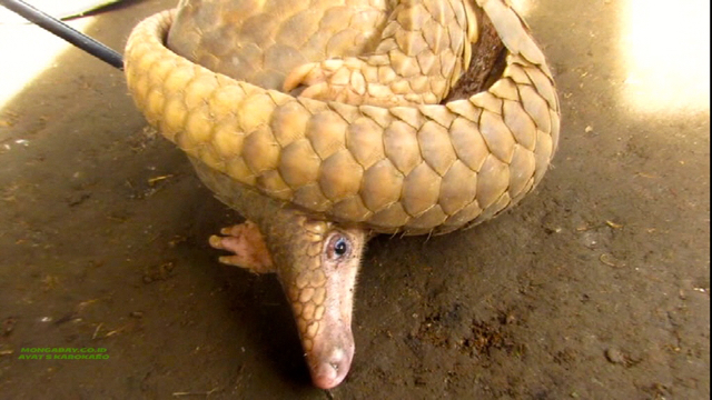 Trenggiling, salah satu satwa favorit buruan karena memiliki nilai ekonomis tinggi. Foto: Ayat S Karokaro