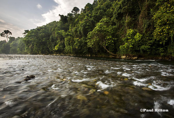 Ekosistem Leuser yang menyediakan sumber air bersih bagi jutaan masyarakat Aceh. Di kawasan ini juga tempat terakhir di dunia bagi badak, gajah, orangutan dan harimau sumatera hidup bersama. Foto: Paul Hilton