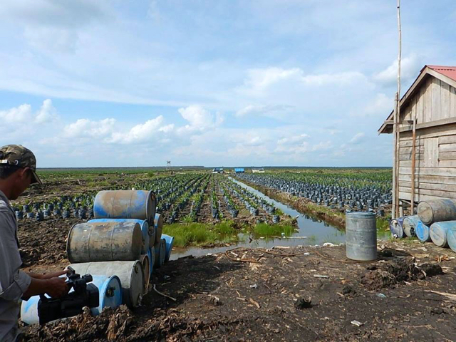 Kebun pembibitan yang berdampingan dengan lokasi tanam di konsesi perusahaan sawit di OKI, Sumsel. Lucu, izin pelepasan kawasan untuk tebu, di lapangan jadi kebun sawit. Kok izin-izin bisa lolos, ada apa? Apakah ini bukan bagian dari korupsi perizinan? Foto: Humas KLHK