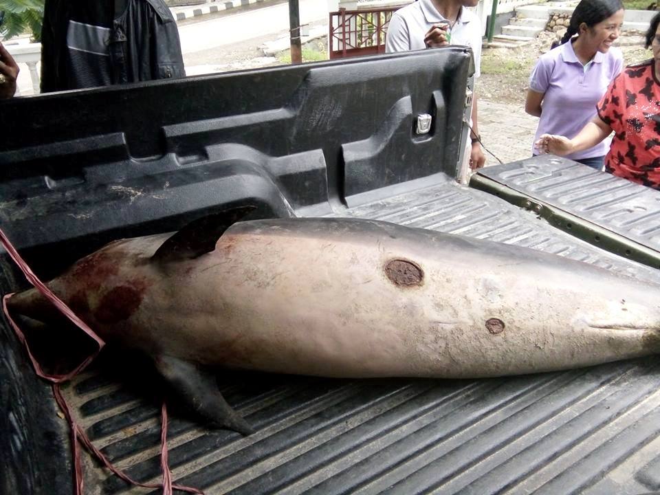 Seekor lumba-lumba ditemukan mati terdampar di sebuah pantai di Kupang pada Jumat (27/01/2017). Setelah didokumentasikan, satwa laut itu segera dikubur. Foto: BKSDA NTT