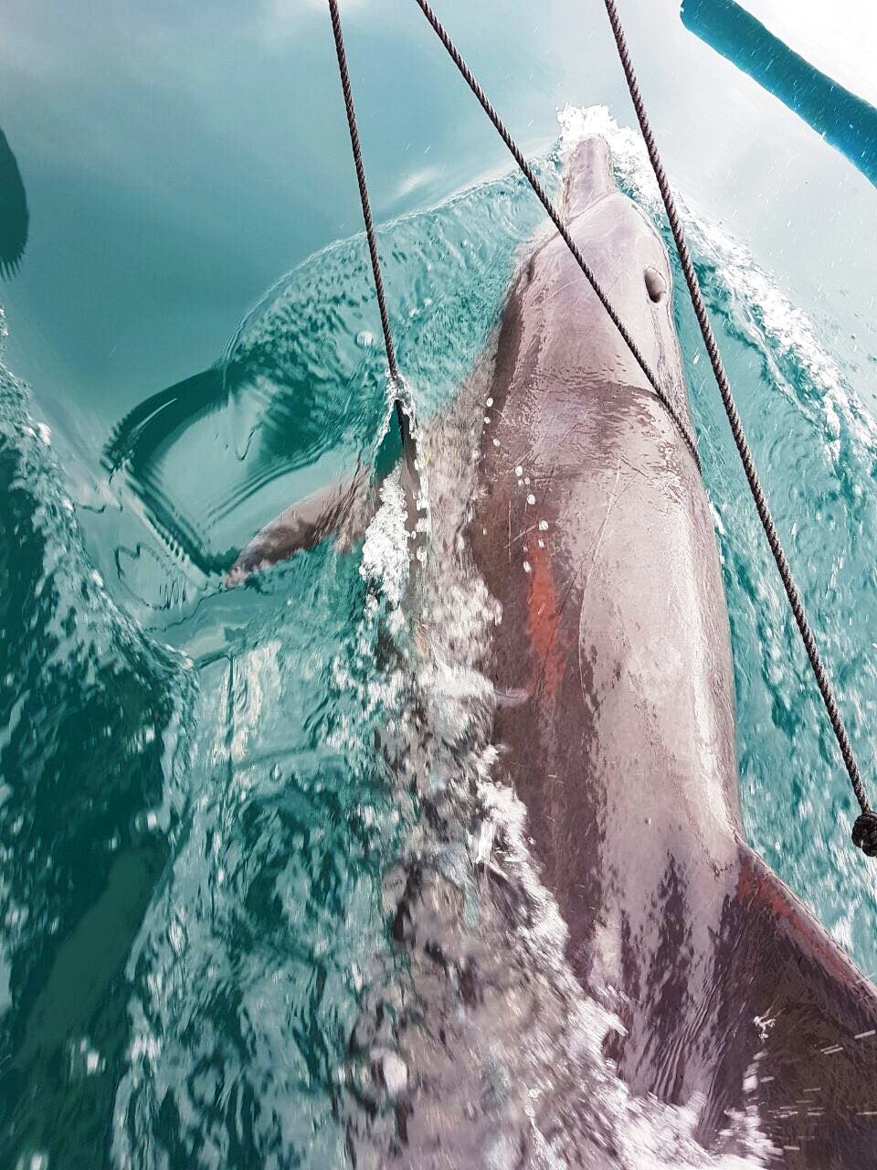 Lumba-lumba hidung botol dengan sejumlah luka terjerat jaring nelayan di perairan Teluk Tawun, Gili Nanggu, Sekotong, Lombok Barat, pada Kamis (26/01/2017) pagi, lalu dilepaskan lagi. Foto: BPSPL Denpasar Wilker NTB