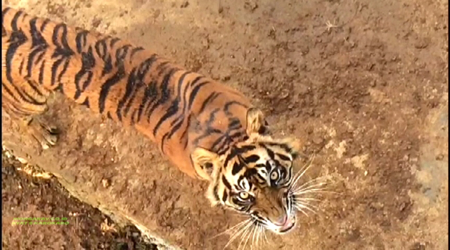Gadis di Barumun. Foto: Ayat S Karokaro
