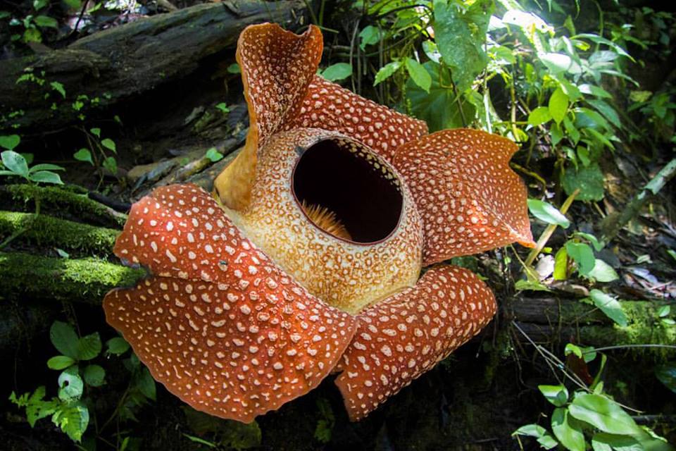 Rafflesia arnoldii yang mekar di Bengkulu. Foto: Facebook Sofian Rafflesia
