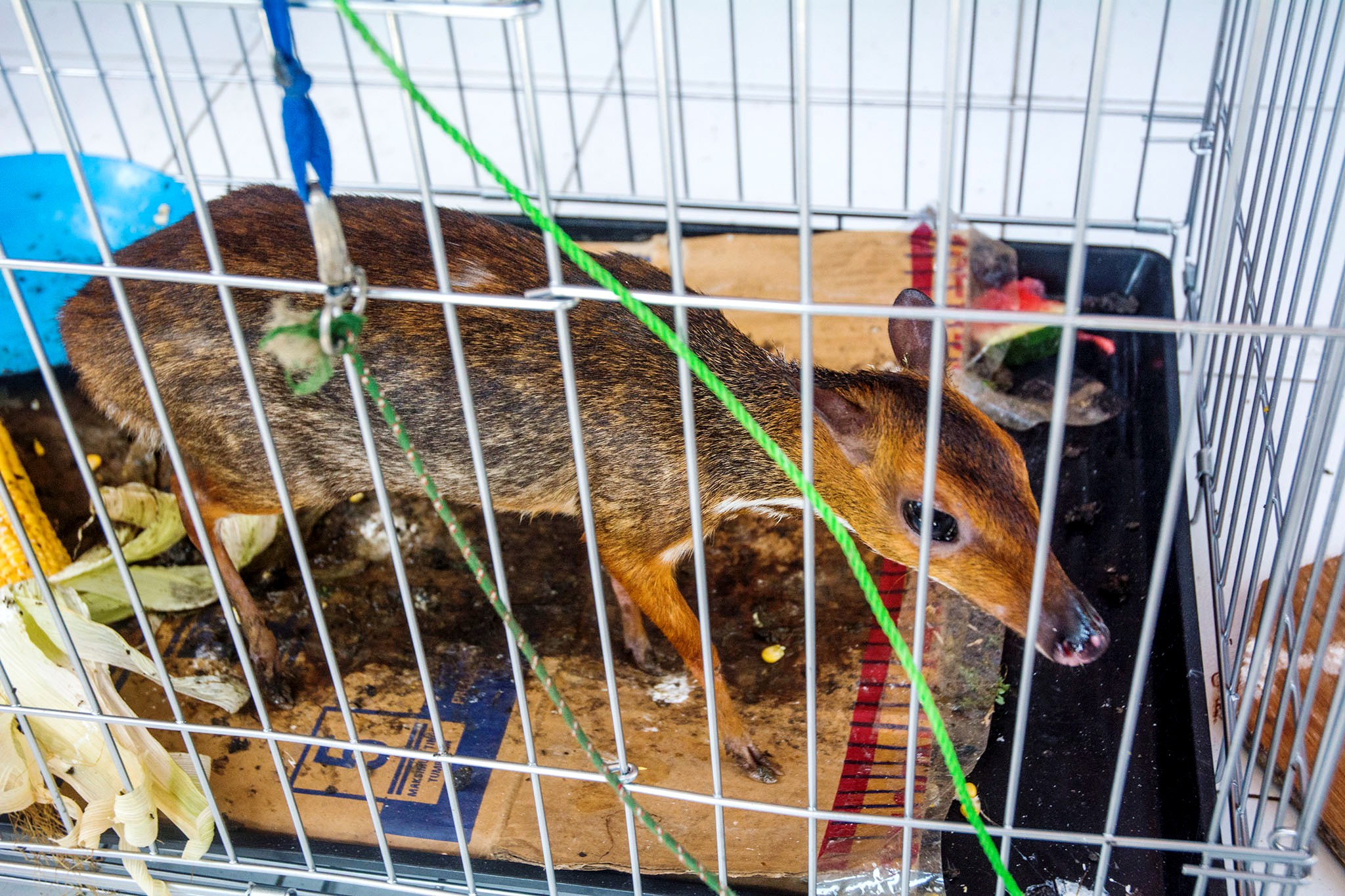 Kancil (Tragulus javanicus) yang disita hasil operasi tangkap tangan perdagangan ilegal warga Cilacap akan dititiprawatkan di Taman Serulingmas, Banjarnegara. Foto : L Darmawan