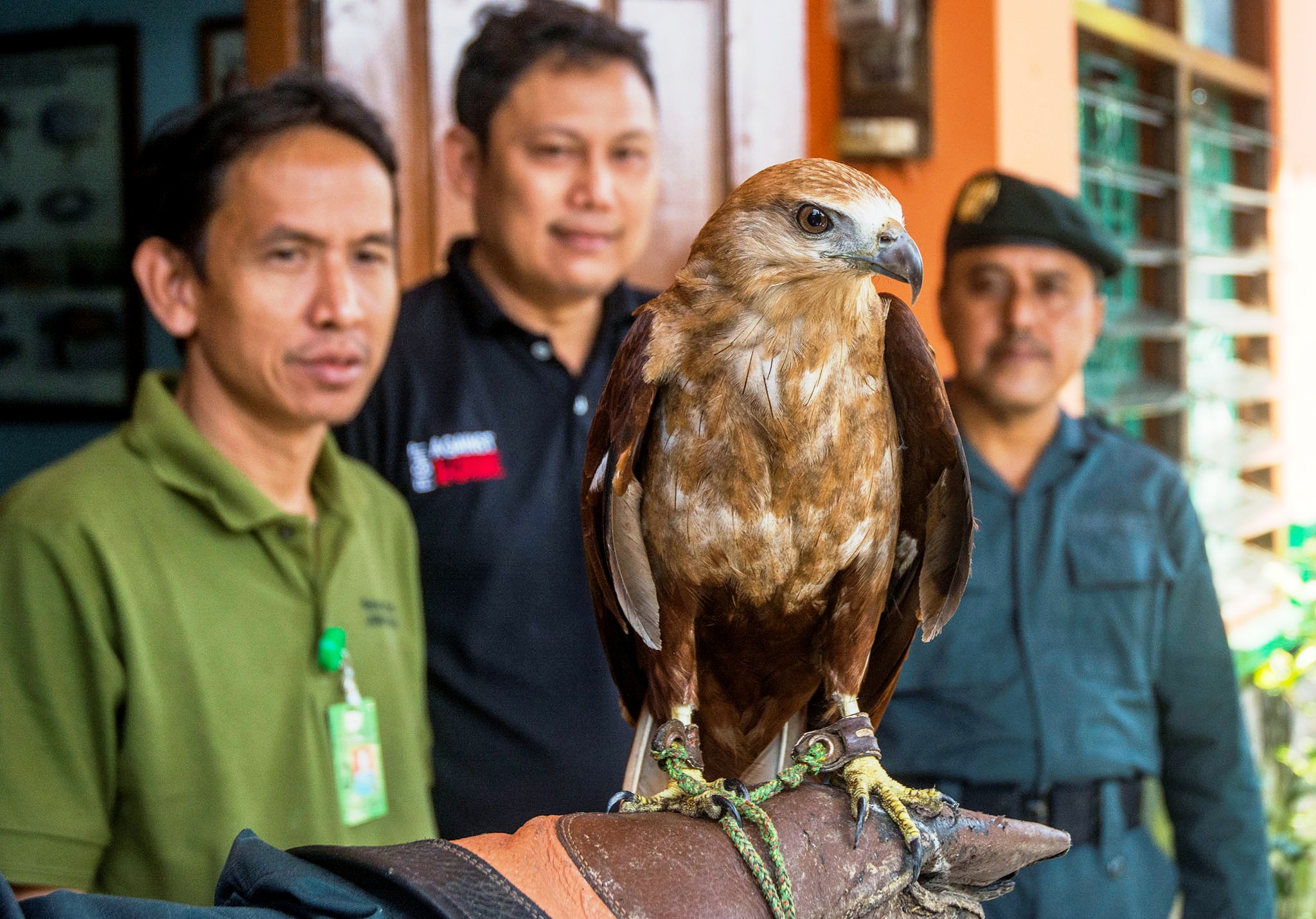 Petugas gabungan dari BKSDA Cilacap, Jateng pada Jumat (27/01/2017) memperlihatkan elang bondol (Haliastur indus) sebagai barang bukti hasil operasi tangkap tangan perdagangan ilegal dua warga Cilacap. Foto : L Darmawan