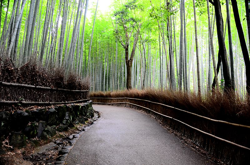 Hutan bambu yang terawat rapi di Sagano, Kyoto, Jepang. Sumber: Wikipedia