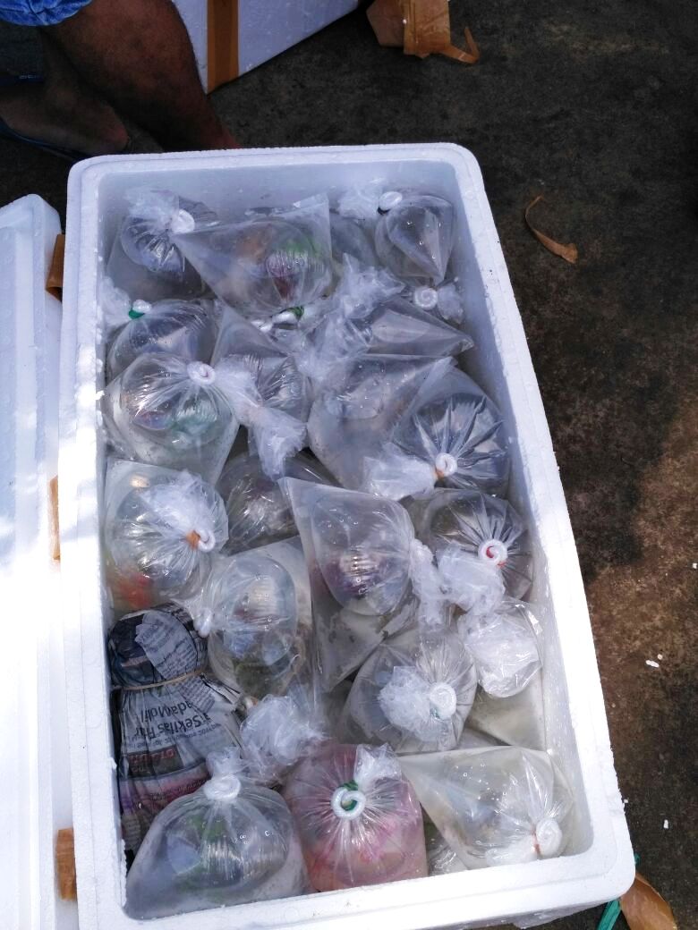 Satu box berisi 50-an coral dari sekitar 1350 koral selundupan dalam 27 boks yang berhasil digagalkan petugas dari Dirpolair Polda NTB dan BKIPM KKP Kelas II Mataram pada Senin (23/01/2017) di wilayah Lombok, NTB. Foto : BPSPL Denpasar Wilker NTB