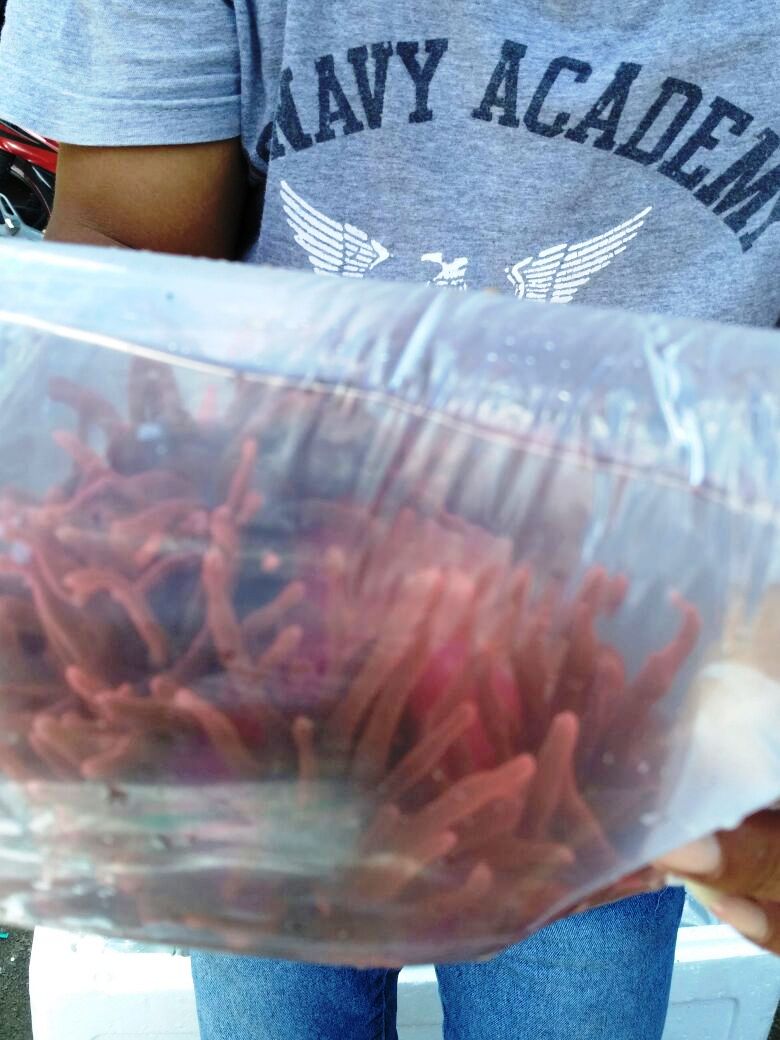 Salah satu soft coral dari sekitar 1350 koral selundupan dalam 27 boks yang berhasil digagalkan petugas dari Dirpolair Polda NTB dan BKIPM KKP Kelas II Mataram pada Senin (23/01/2017) di wilayah Lombok, NTB. Foto : BPSPL Denpasar Wilker NTB
