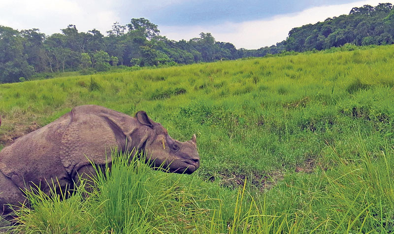 Badak cula satu di Nepal yang mati akibat sengatan listrik yang dipasang di pagar oleh petani di sekitar Taman Nasional Chitwan. Sumber: My Republica.com 