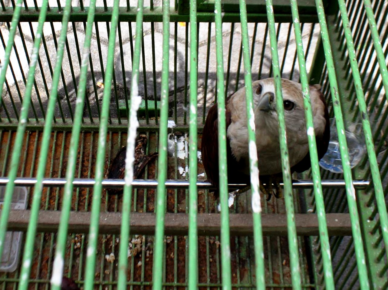 Seekor elang bondol (Haliastur indus) hasil penyerahan masyarakat kepada Balai Besar Konservasi Sumber Daya Alam (BBKSDA) Jawa Barat. Satwa pemangsa tersebut akan dititip untuk direhabilitasi di Pusat Konservasi Elang Kamojang di Kabupaten Garut. Foto : Donny Iqbal