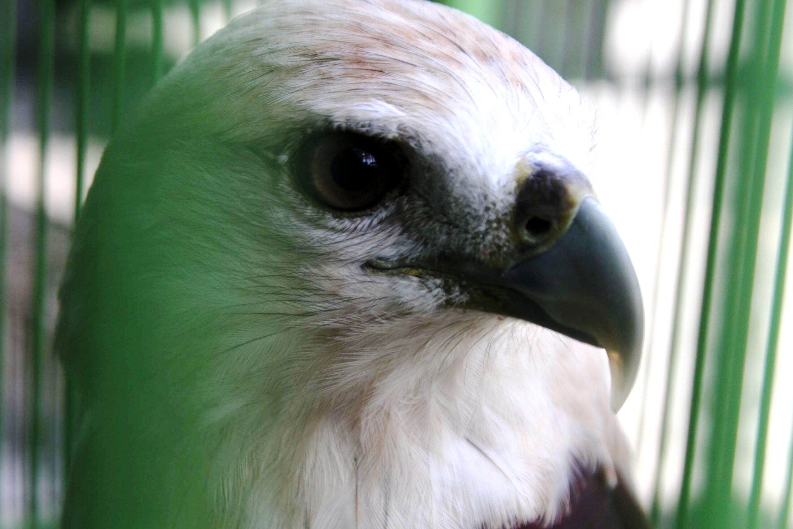 Seekor elang bondol (Haliastur indus) hasil penyerahan masyarakat kepada Balai Besar Konservasi Sumber Daya Alam (BBKSDA) Jawa Barat. Satwa pemangsa tersebut akan dititip untuk direhabilitasi di Pusat Konservasi Elang Kamojang di Kabupaten Garut. Foto : Donny Iqbal