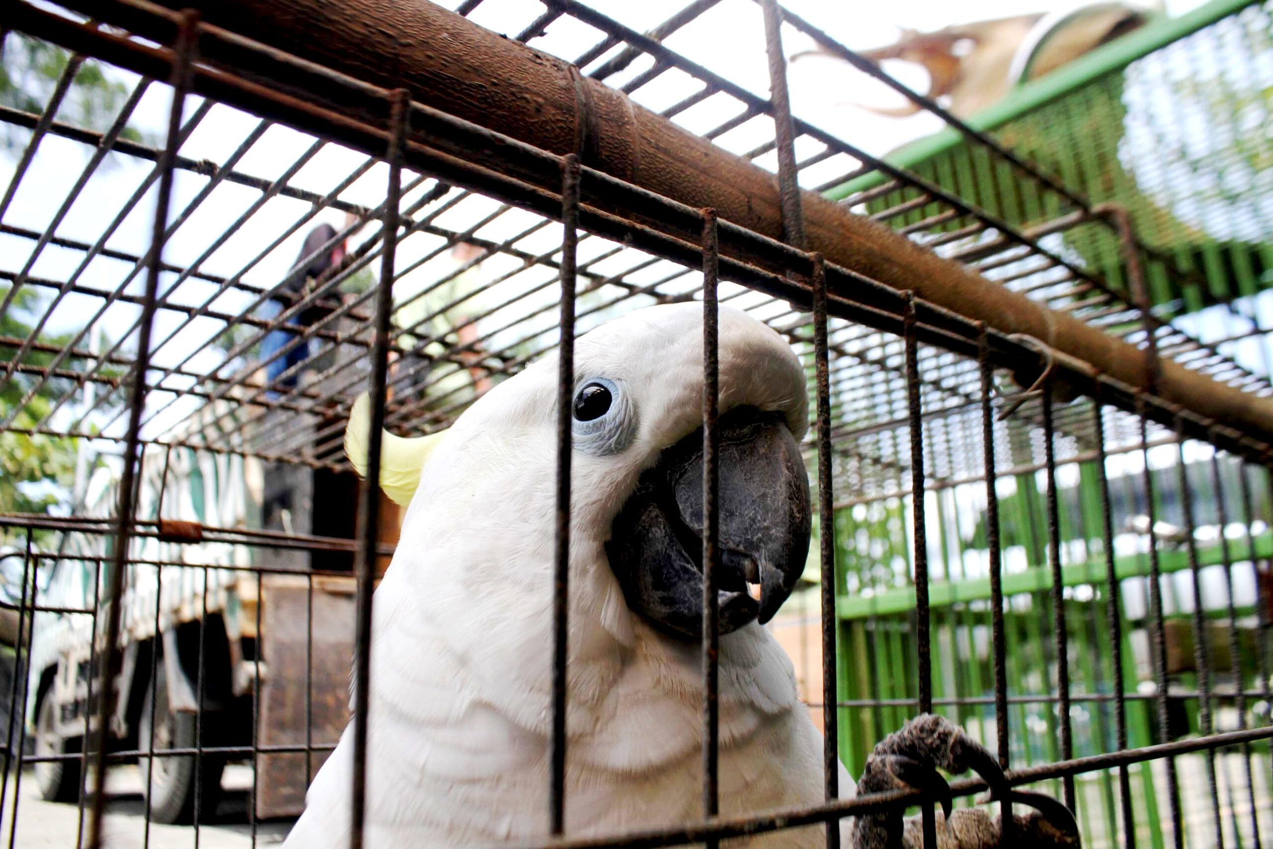 Seekor kakatua jambul kuning (Cacatua sulphurea) hasil penyerahan masyarakat kepada Balai Besar Konservasi Sumber Daya Alam (BBKSDA) Jawa Barat. Satwa tersebut akan dititiprawatkan di Taman Safari, Bogor. Foto : Donny Iqbal 
