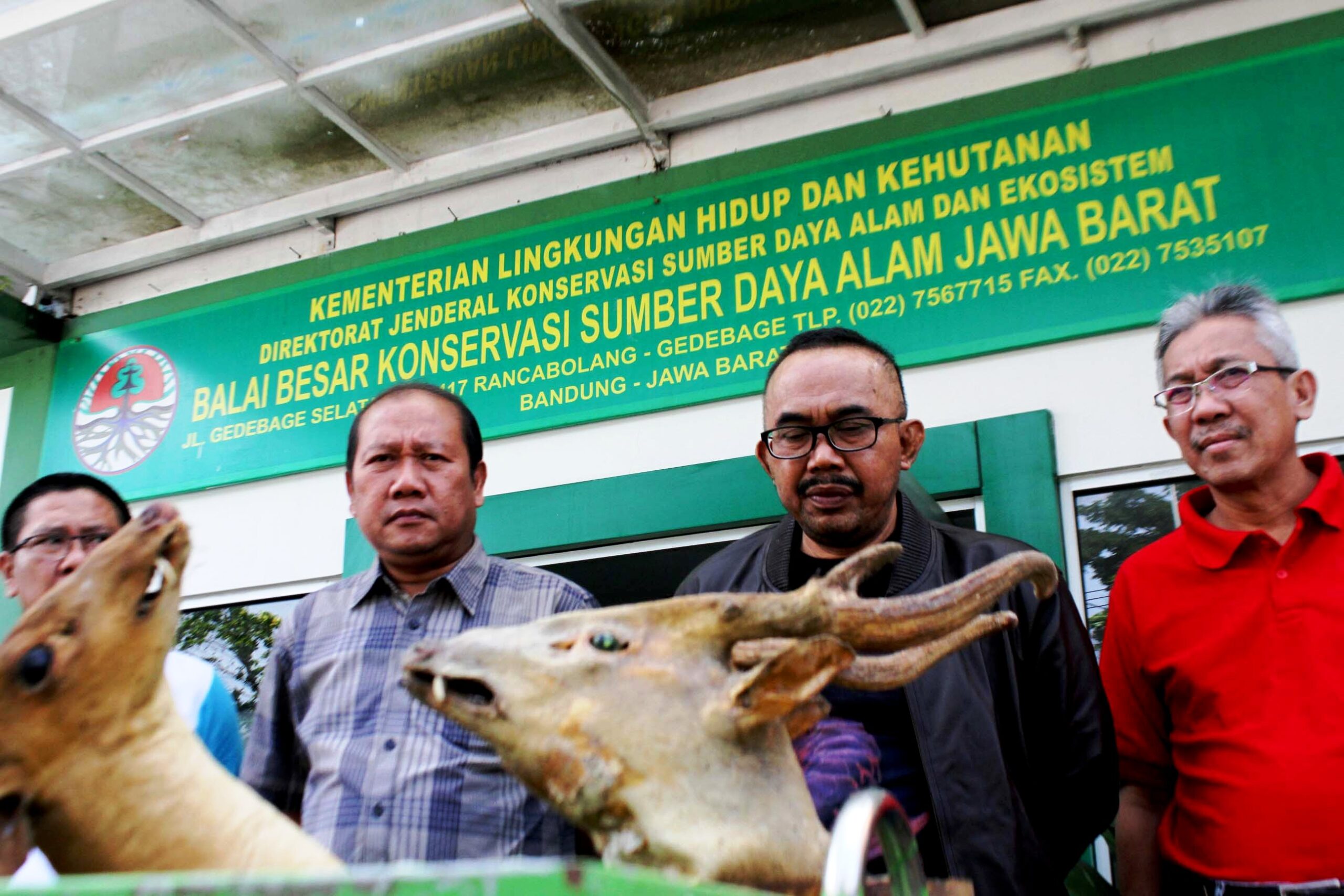 Kepala Balai Besar Konservasi Sumber Daya Alam (BBKSDA) Jawa Barat, Sustyo Iriyono (tengah) menunjukan hasi operasi Tim Gugus Tugas Evakuasi serta Penyelamatan di Kantor BBKSDA, Gedebage Kota Bandung, beberapa waktu lalu.Dalam opersi ini BBKSDA bekerjasama dengan Ditkrimsus Polisi Daerah Jawa Barat (Polda Jabar) untuk dapat mengamankan peredaran satwa langka di wilayah Jawa Barat. Foto : Donny Iqbal 