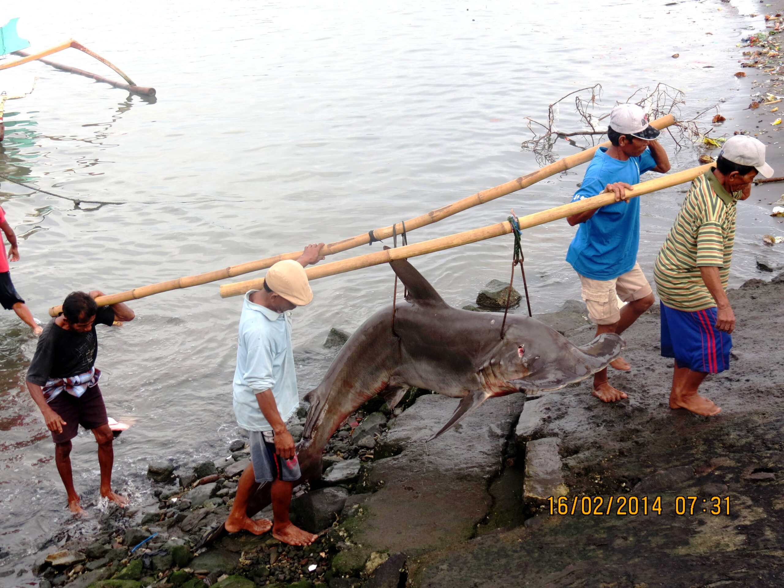 Perdagangan ikan hiu di TPI Pelabuhan Tanjung Luar, Lombok Timur, NTB pada Minggu (16/02/2014). Foto : LPSN Lombok Timur