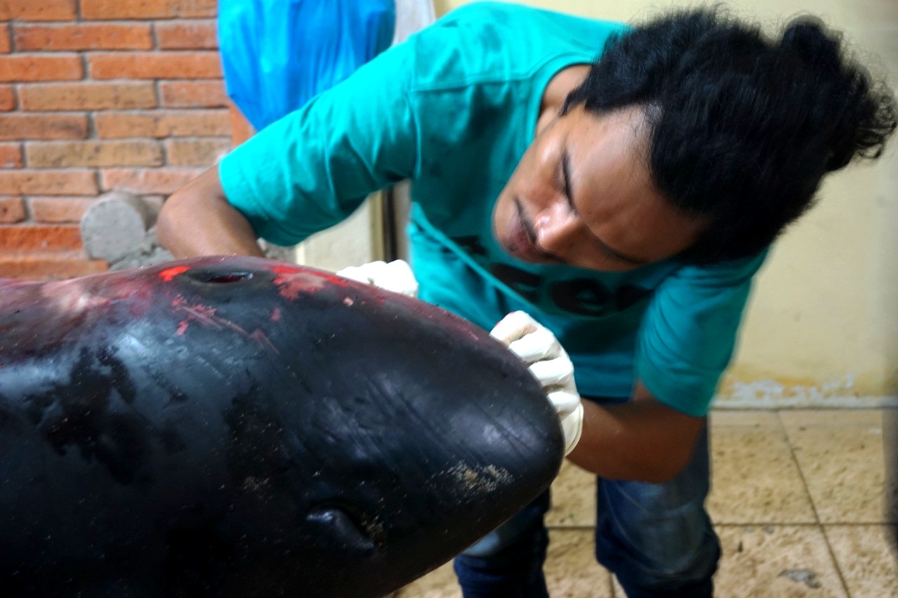 Dio, dokter hewan sedang memimpin identifikasi dan nekropsi untuk mencatat detail ukuran dan menganalisis penyebab kematian paus sperma kerdil yang terdampar dan mati di perairan Pantai Matahari Terbit, Sanur pada Senin (23/01/2017). Foto Luh De Suriyani