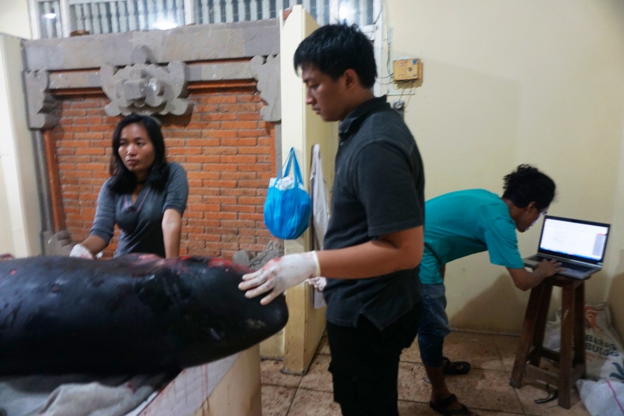 Mahasiswa Fakultas Kedokteran Hewan Universitas Udayana turut melakukan nekropsi untuk mempelajari dan mendapat pengetahuan dari Pearlie, paus sperma kerdil yang terdampar dan mati di perairan Pantai Matahari Terbit, Sanur pada Senin (23/01/2017). Foto Luh De Suriyani