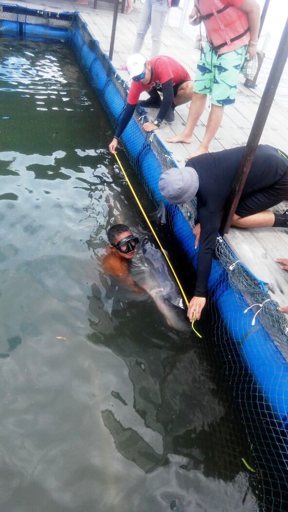 Paus sperma kerdil ini sedang coba dirawat di keramba, namun bertahan 15 menit setelah dievakuasi dari pantai lokasi terdampar di perairan Pantai Matahari Terbit, Sanur pada Senin (23/01/2017). Foto arsip BPSPL Denpasar