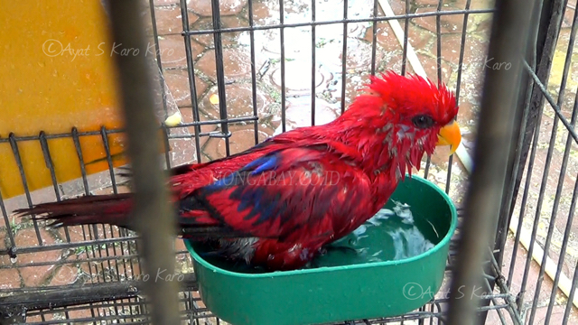 Nuri merah sitaan petugas dari Asahan. Foto: Ayat S Karokaro