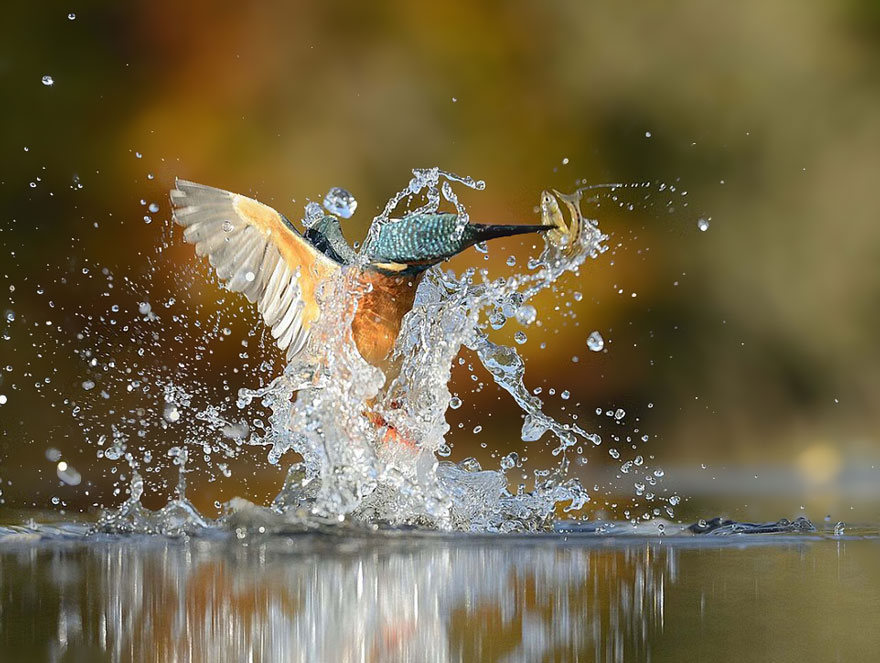 Butuh enam tahun untuk mendapatkan foto-foto spektakuler ini. Foto: Alan McFadyen