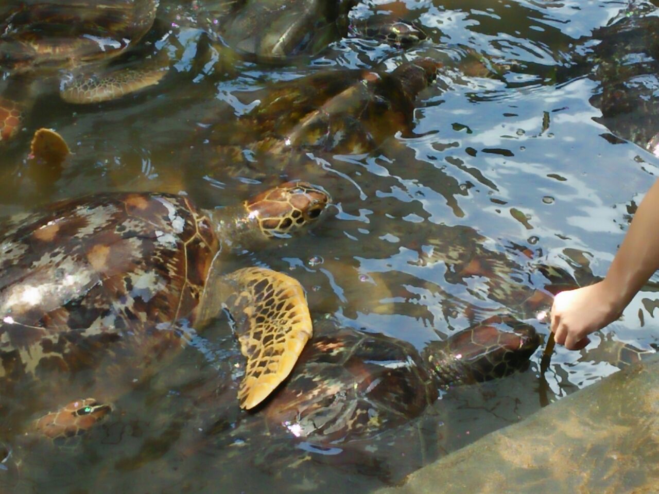 Seorang turis memberi makan penyu-penyu hijau di kolam penuh penyu di sebuah taman penyu di Tanjung Benoa, Bali. Foto Luh De Suriyani