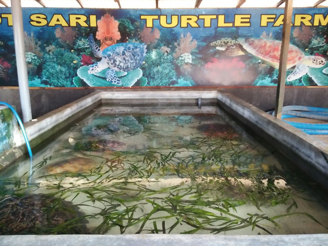 Taman-taman penyu diharapkan melakukan pencatatan realistis jumlah, jenis dan ukuran, dan keluar masuknya. Foto Luh De Suriyani