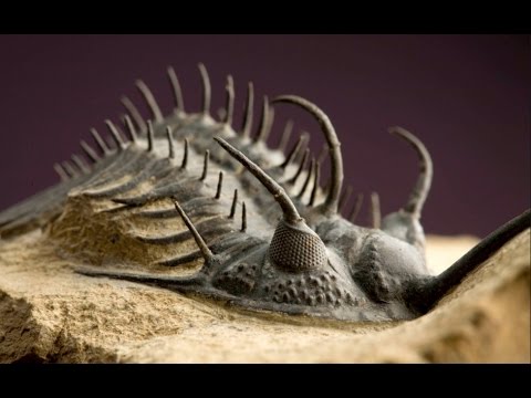 Makhluk aneh yang diduga pertama kali menghuni bumi. Sumber: Wildlife Documentary/Youtube