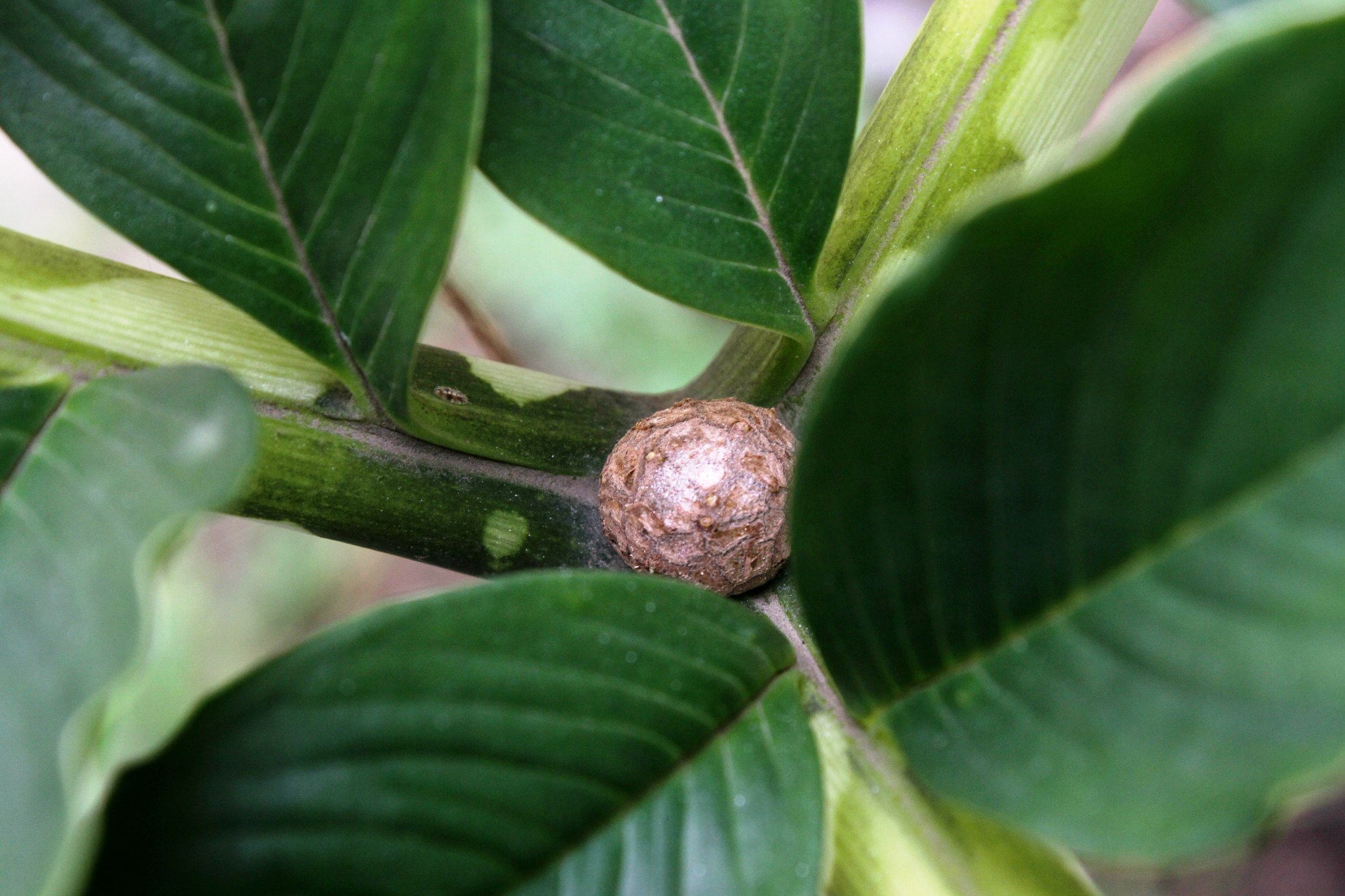 Bibit suweg (Amorphophallus campanulatus). tanaman ini tergolong umbi - umbian yang memerlukan tegakan pohon untuk tumbuh dengan tanah yang gembur serta ketersediaan air yang tinggi. Foto : Donny Iqbal 