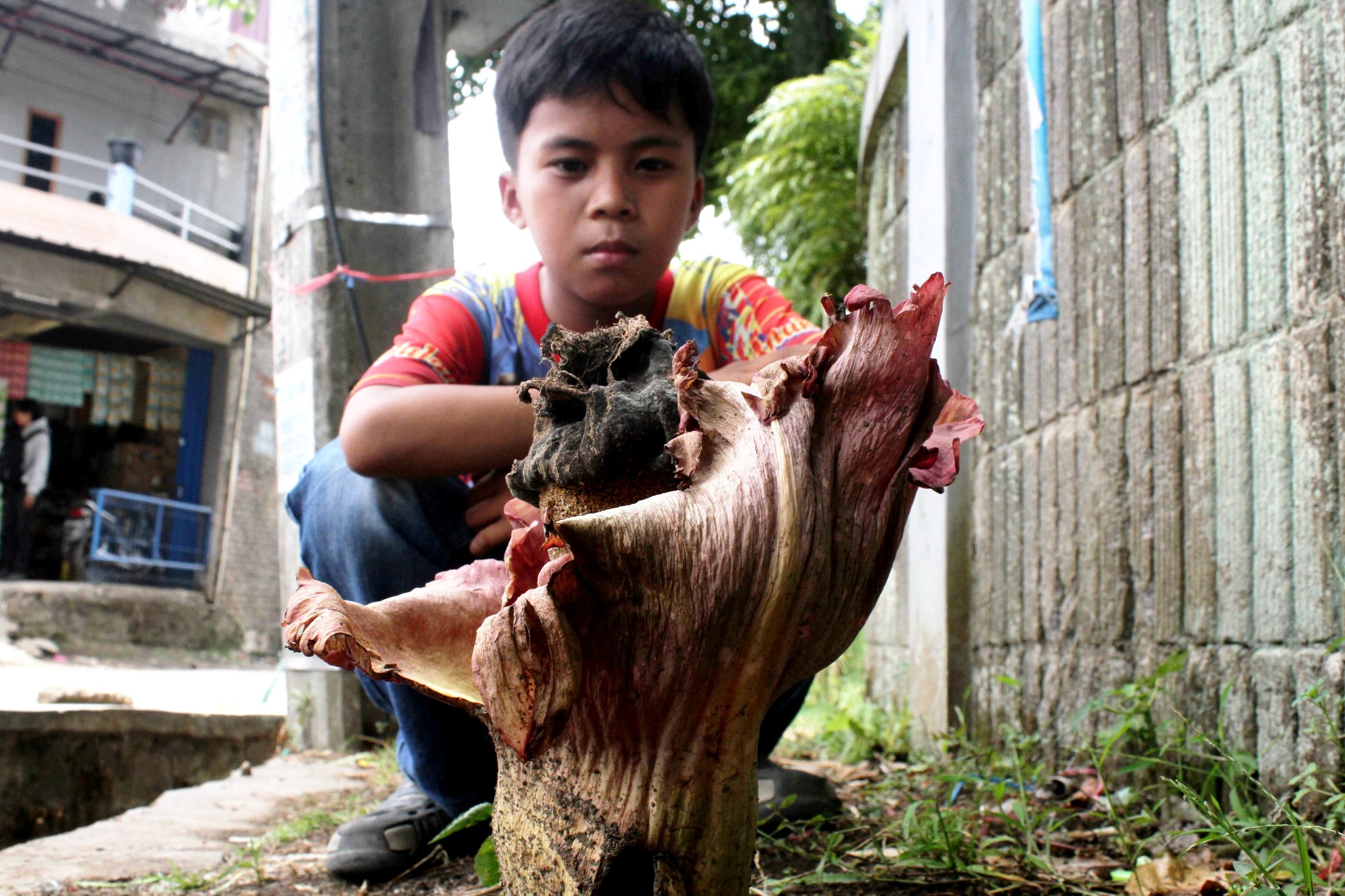 Bunga bangkai Amorphopalus paeoniifolius pada masa sudah berbunga (generatif) tumbuh di halaman pabrik di pertigaan Jalan Cijagra - Bojongsalak, Desa Cilampeni, Kecamatan Katapang, Kabupaten Bandung, Kamis (12/01/2017). Menurut warga sekitar kemunculan bunga bangkai tersebut telah berlangsung kurang lebih sepekan lalu. Foto : Donny Iqbal
