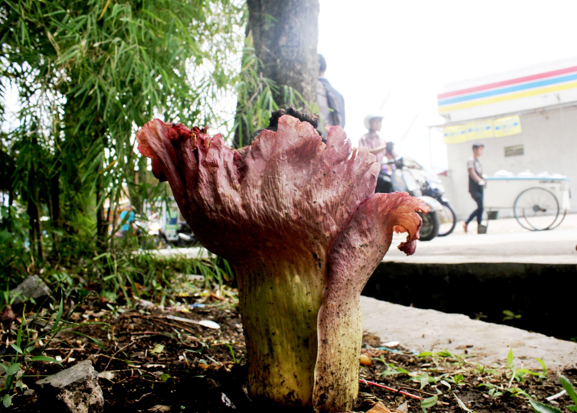 Bunga bangkai Amorphopalus (Paeoniifolius) pada masa sudah berbunga (generatif) tumbuh di halaman pabrik di pertigaan Jalan Cijagra - Bojongsalak, Desa Cilampeni, Kecamatan Katapang, Kabupaten Bandung, Kamis (12/01/2017). Foto : Donny Iqbal