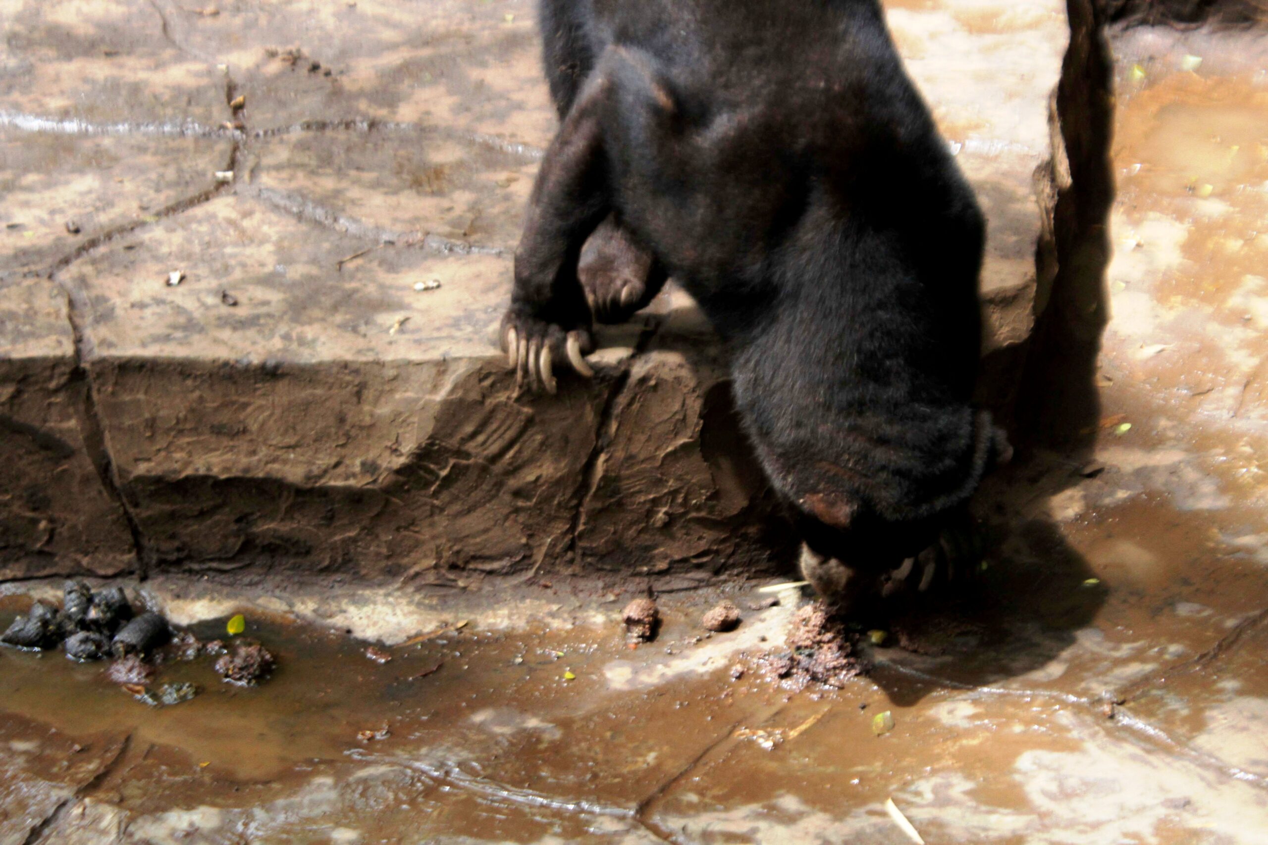 Beruang madu memakan dari kotorannya sendiri di Kebun Binatang Bandung, Jalan Tamansari, Kota Bandung, pada Rabu (18/01/2017). Foto : Donny Iqbal