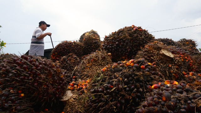 Sawit, komoditas yang disebut-sebut andalan Indonesia tetapi menciptakan banyak masalah, salah satu deforestasi. Foto: Lusia Arumingtyas