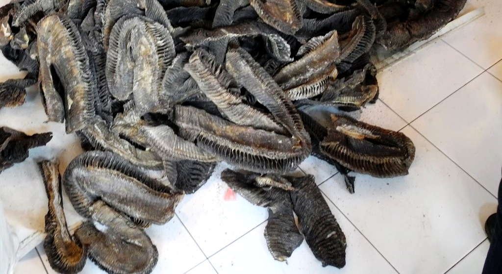 Barang bukti berupa insang pari manta kering dari hasil operasi tangkap tangan (OTT) perdagangan satwa di kawasan Puger, Kabupaten Jember, Jawa Timur. OTT dilakukan oleh petugas dari PSDKP KKP pada Senin (16/01/2017) lalu. Foto : PSDKP KKP