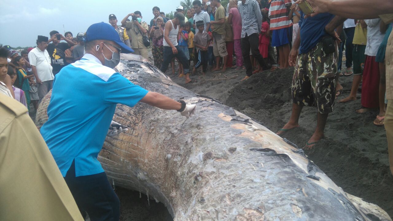 Seorang petugas melakukan otopsi nekropsi terhadap seekor paus yang terdampar dan mati di kawasan Tanjung Luar, sebuah kampung nelayan di Lombok Timur, NTB pada Kamis (17/01/2017). Foto : BPSPL Denpasar wilayah kerja NTB